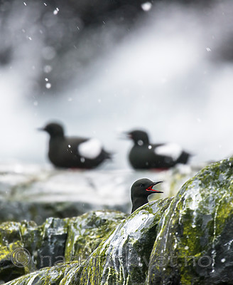 BB 15 0461 / Cepphus grylle / Teist